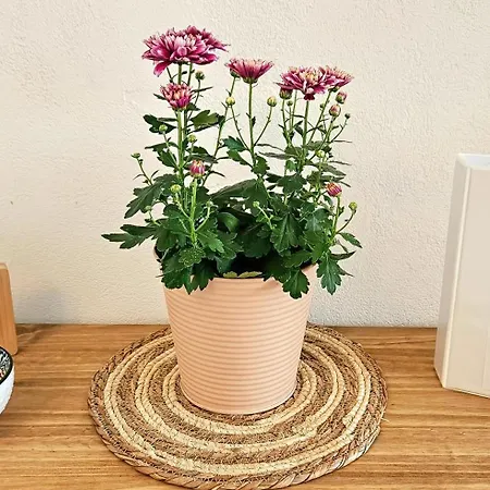 Suedwind - Beautiful Premium With 2 Bedrooms Near Rhine Falls & Zurich Airport In Klettgau דירה